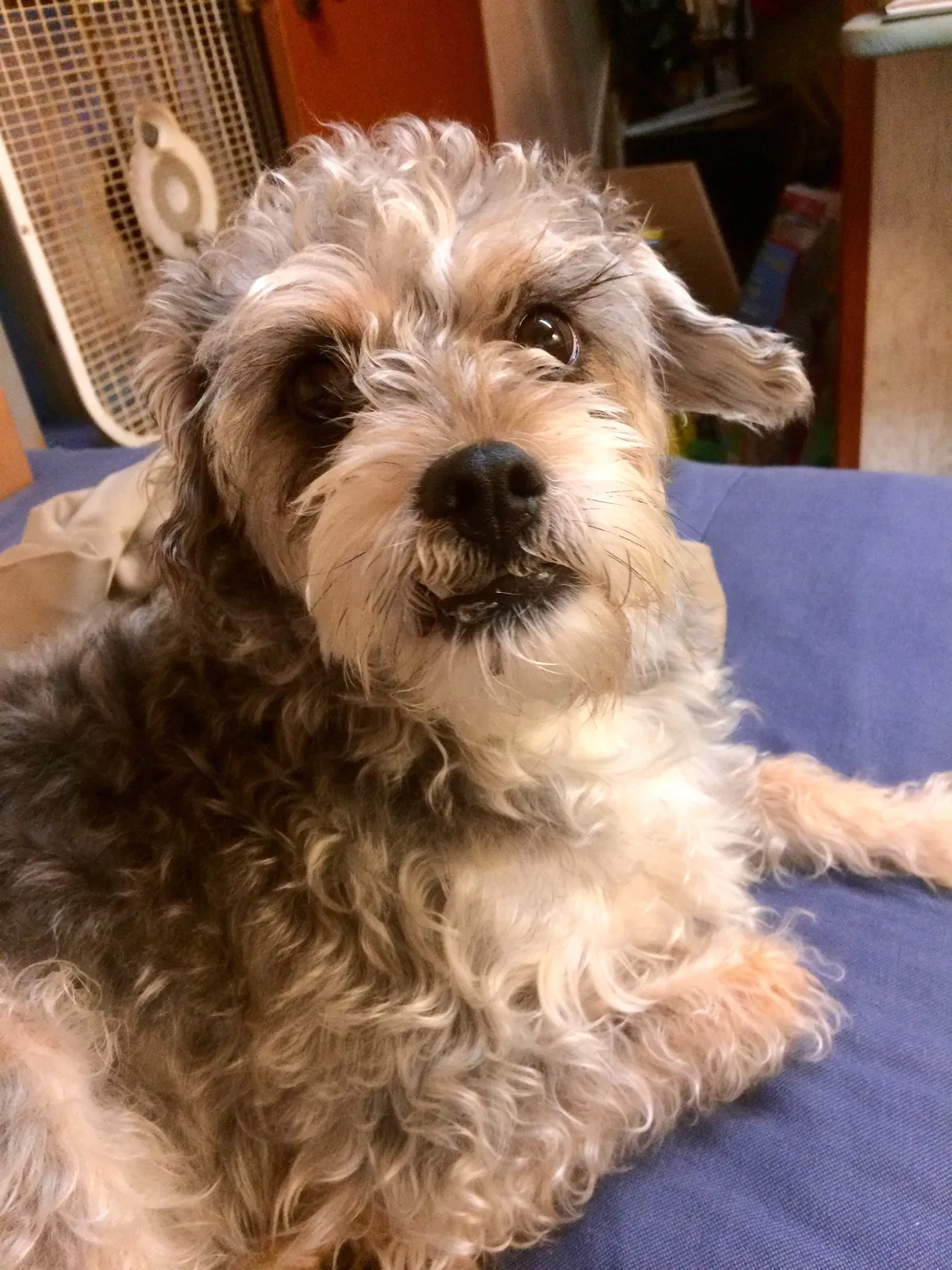 Lost dog in Hickory, NC, 28602