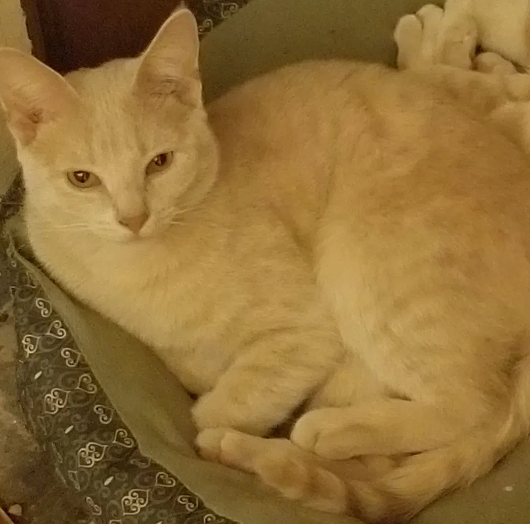 Lost cat in Wauseon, OH, 43567