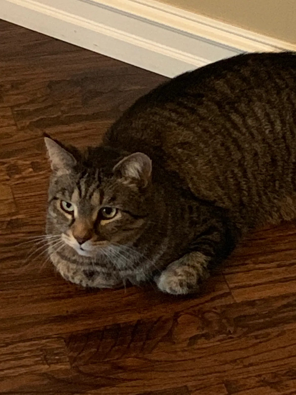 Lost cat in Tulsa, OK, 74137
