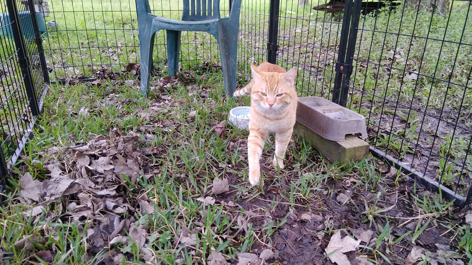 Found cat in Porter, TX, 77365