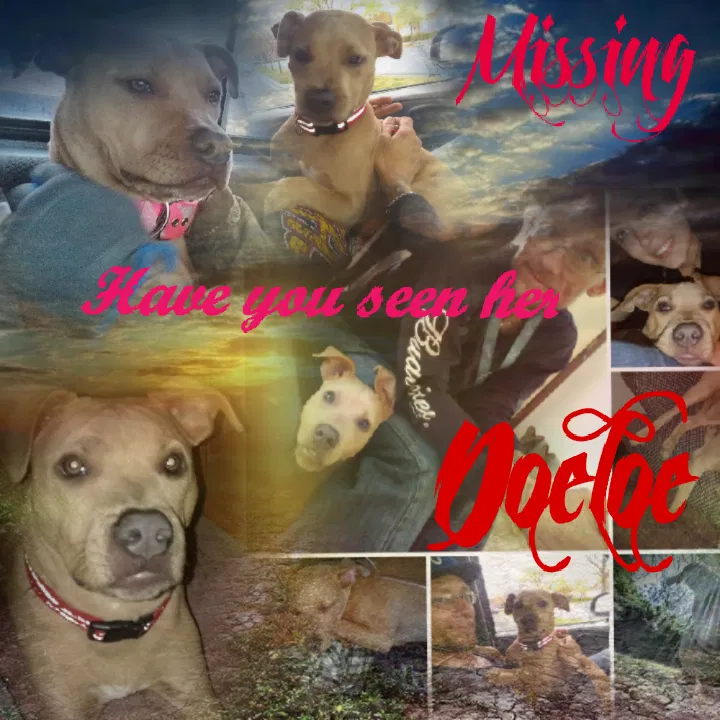 Lost dog in Kansas City, MO, 64129