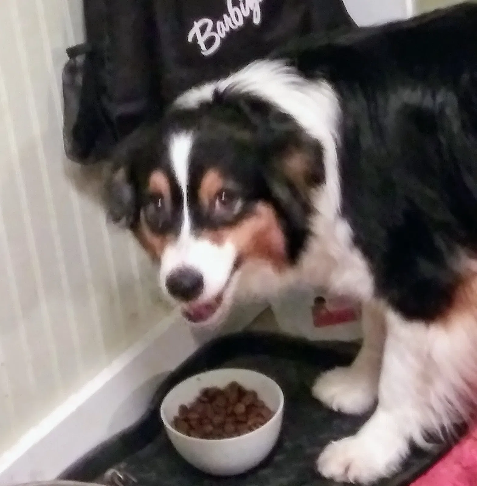 Lost dog in New Carlisle, IN, 46552