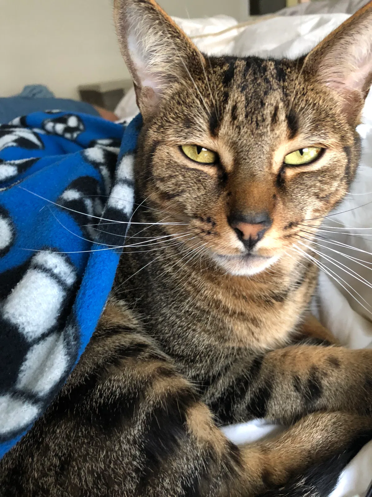 Lost cat in Austin, TX, 78745