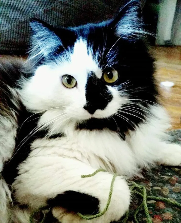 Lost cat in Ontario, CA, 91762