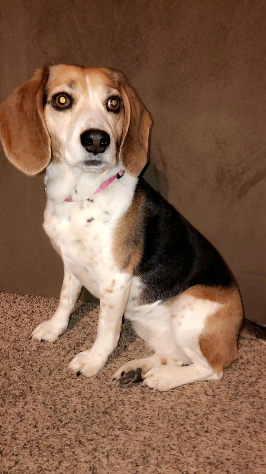 Lost dog in Elgin, IL, 60124