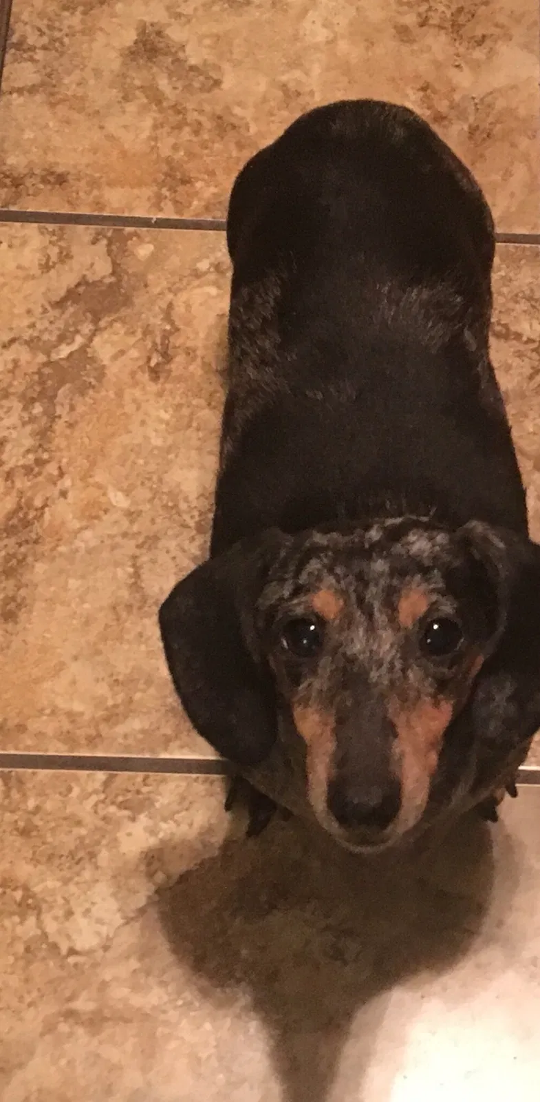 Lost dog in Gastonia, NC, 28056
