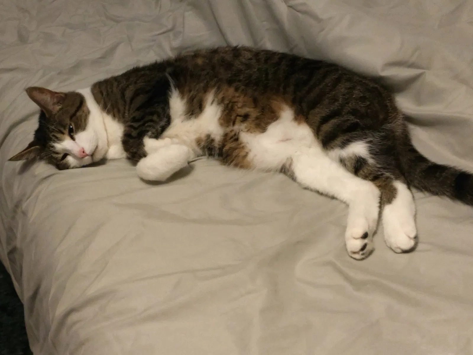 Lost cat in Goshen, IN, 46526