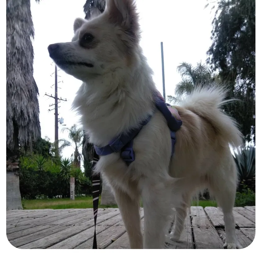 Lost dog in Hughson, CA, 95326