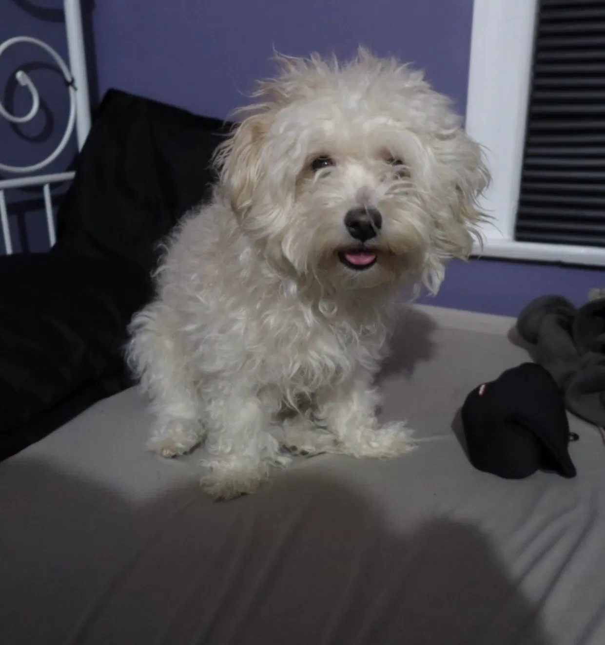 Lost dog in Hyattsville, MD, 20783