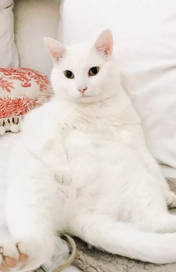 Lost cat in Rome, GA, 30161