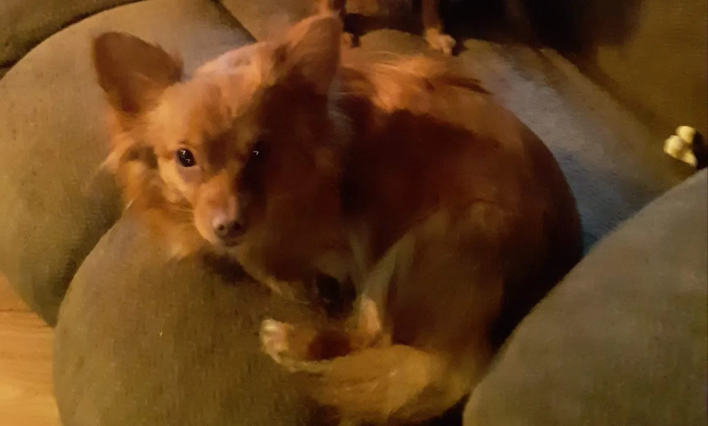 Lost dog in Craigsville, VA, 24430
