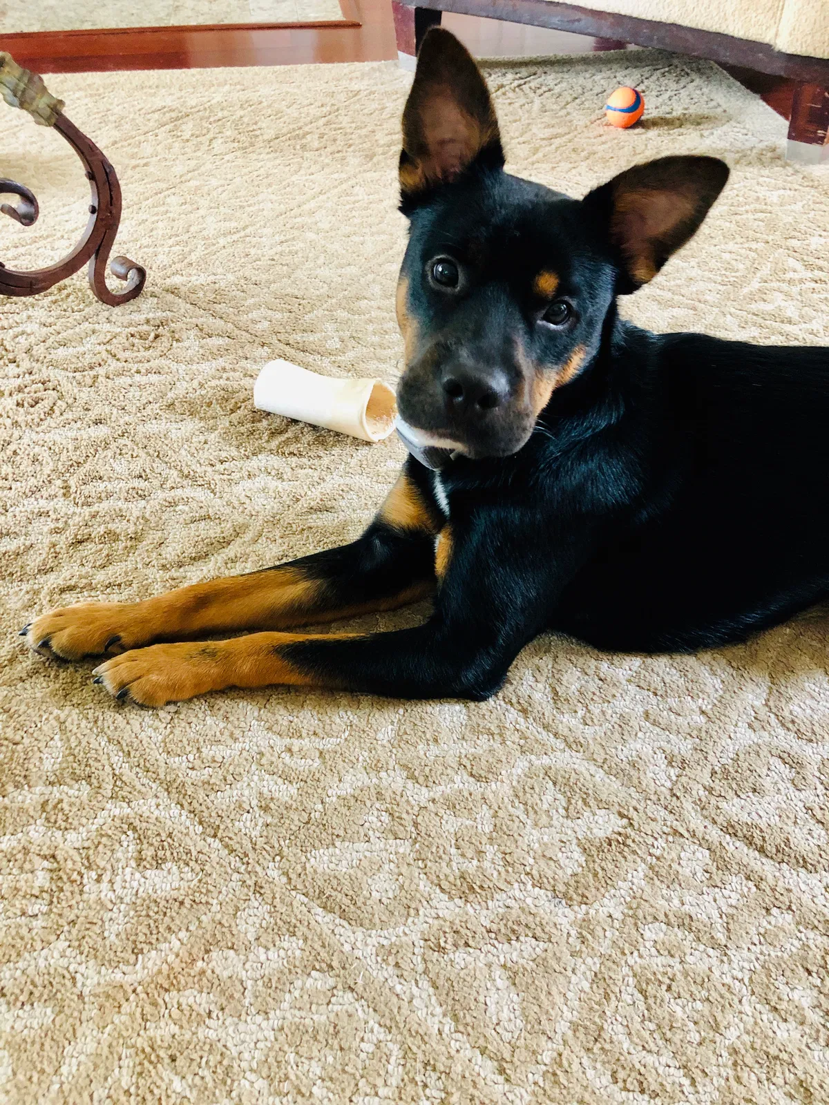Lost dog in Geismar, LA, 70734