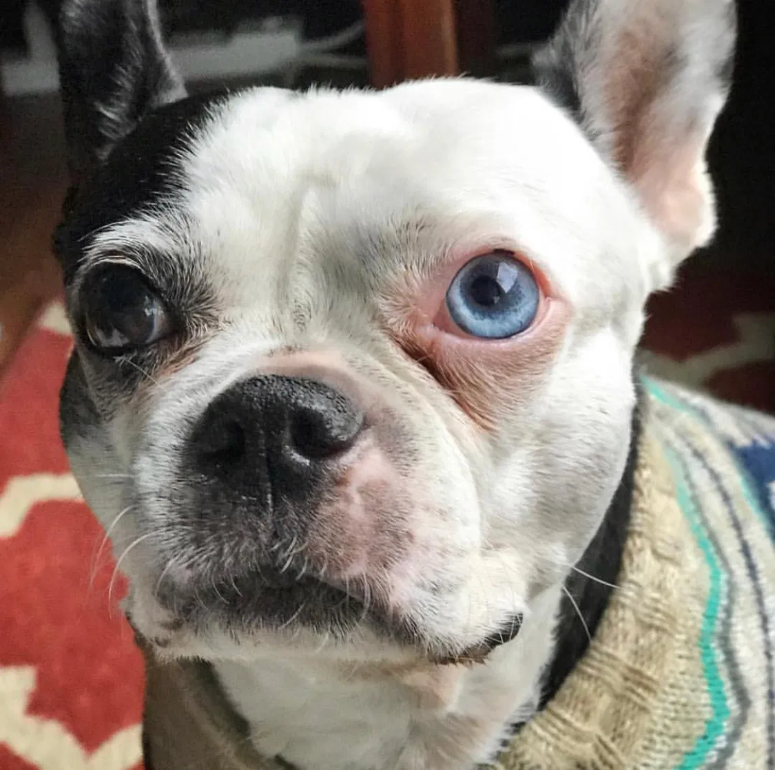 Lost dog in Stockton, CA, 95207