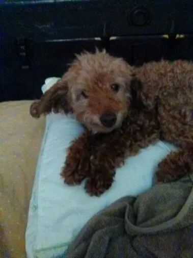 Lost dog in Portland, OR, 97206