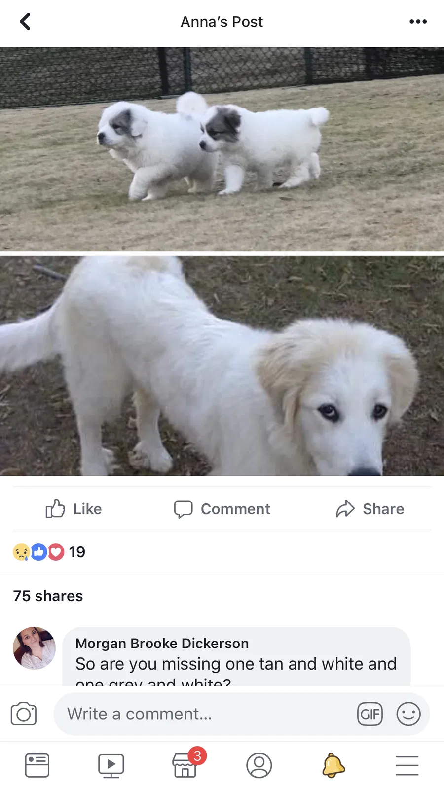 Lost dog in Taylors, SC, 29687