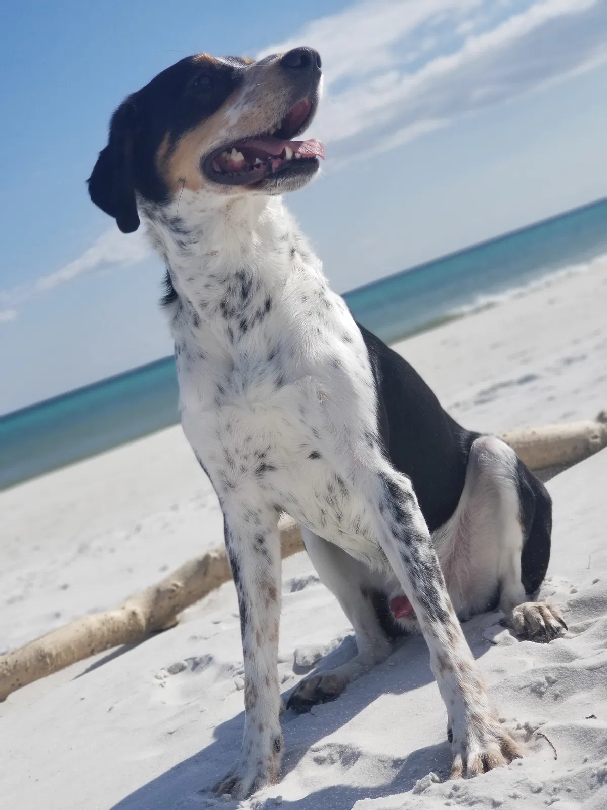 Lost dog in Indianapolis, IN, 46202
