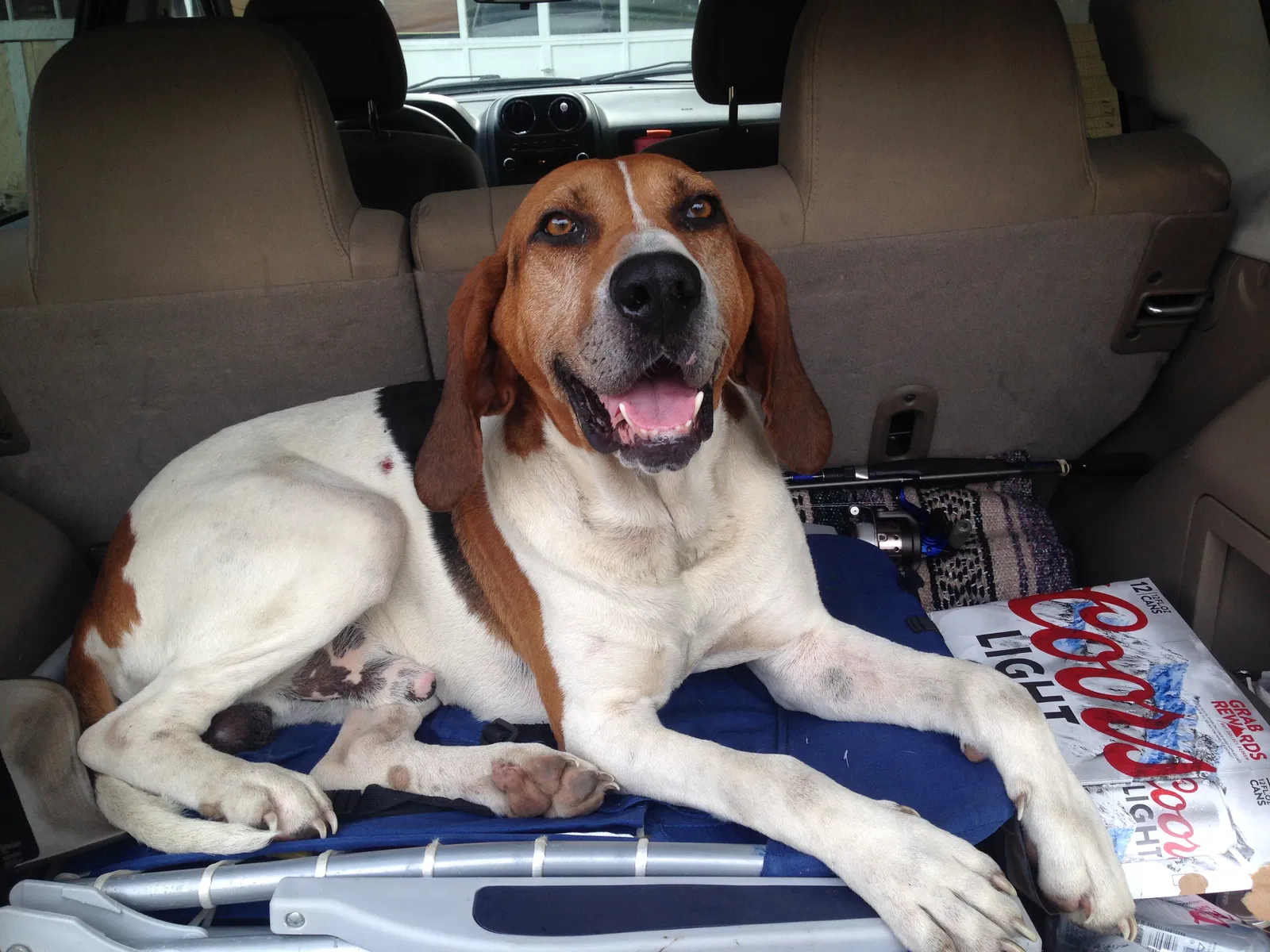 Lost dog in Linesville, PA, 16424