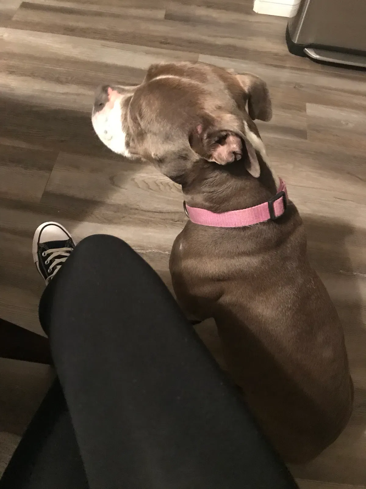 Lost dog in Sun City, CA, 92585