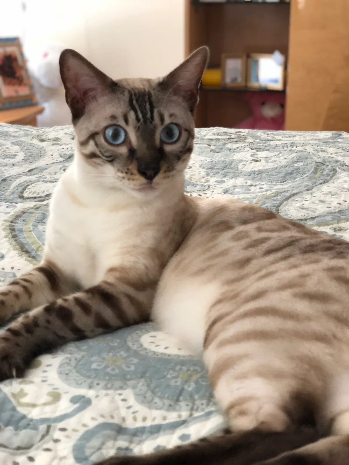 Lost cat in Wellington, FL, 33414