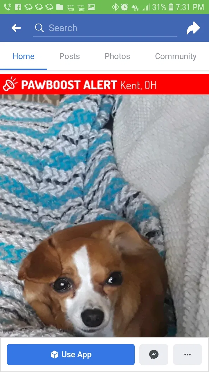 Lost dog in Kent, OH, 44240