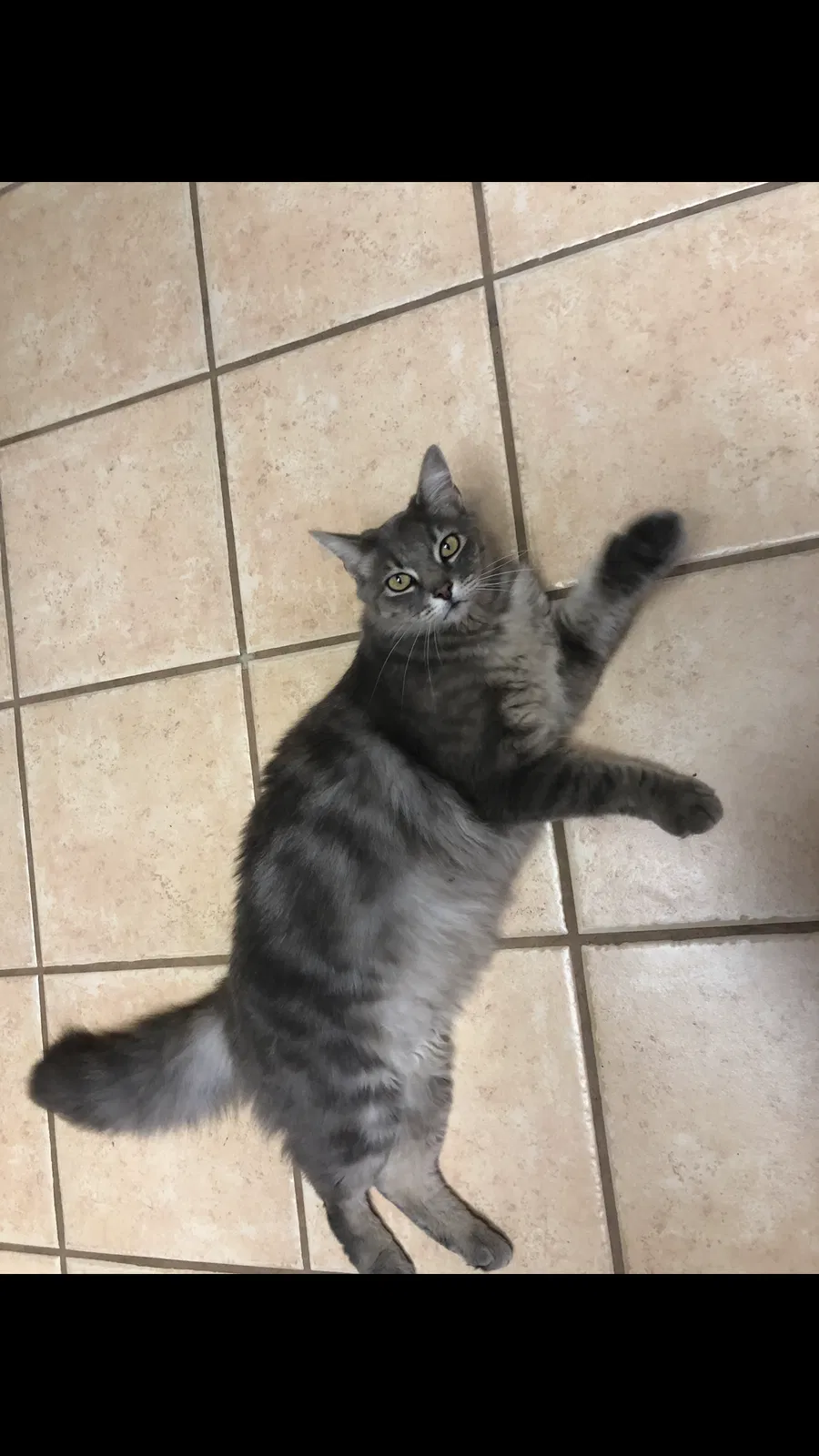 Lost cat in Riverbank, CA, 95367