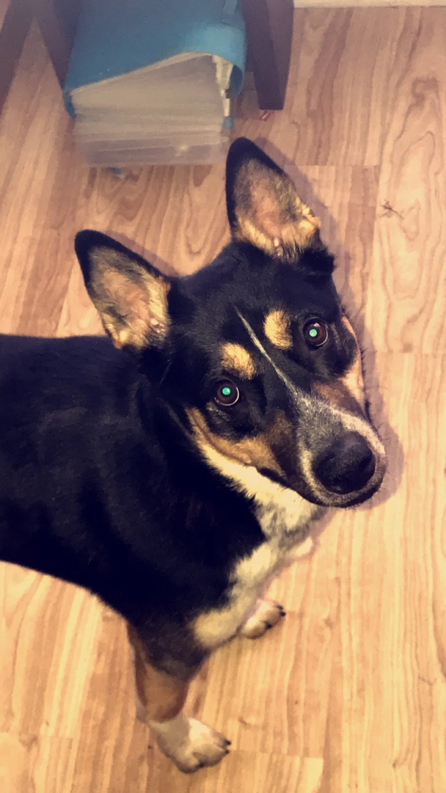 Lost dog in Indianapolis, IN, 46203