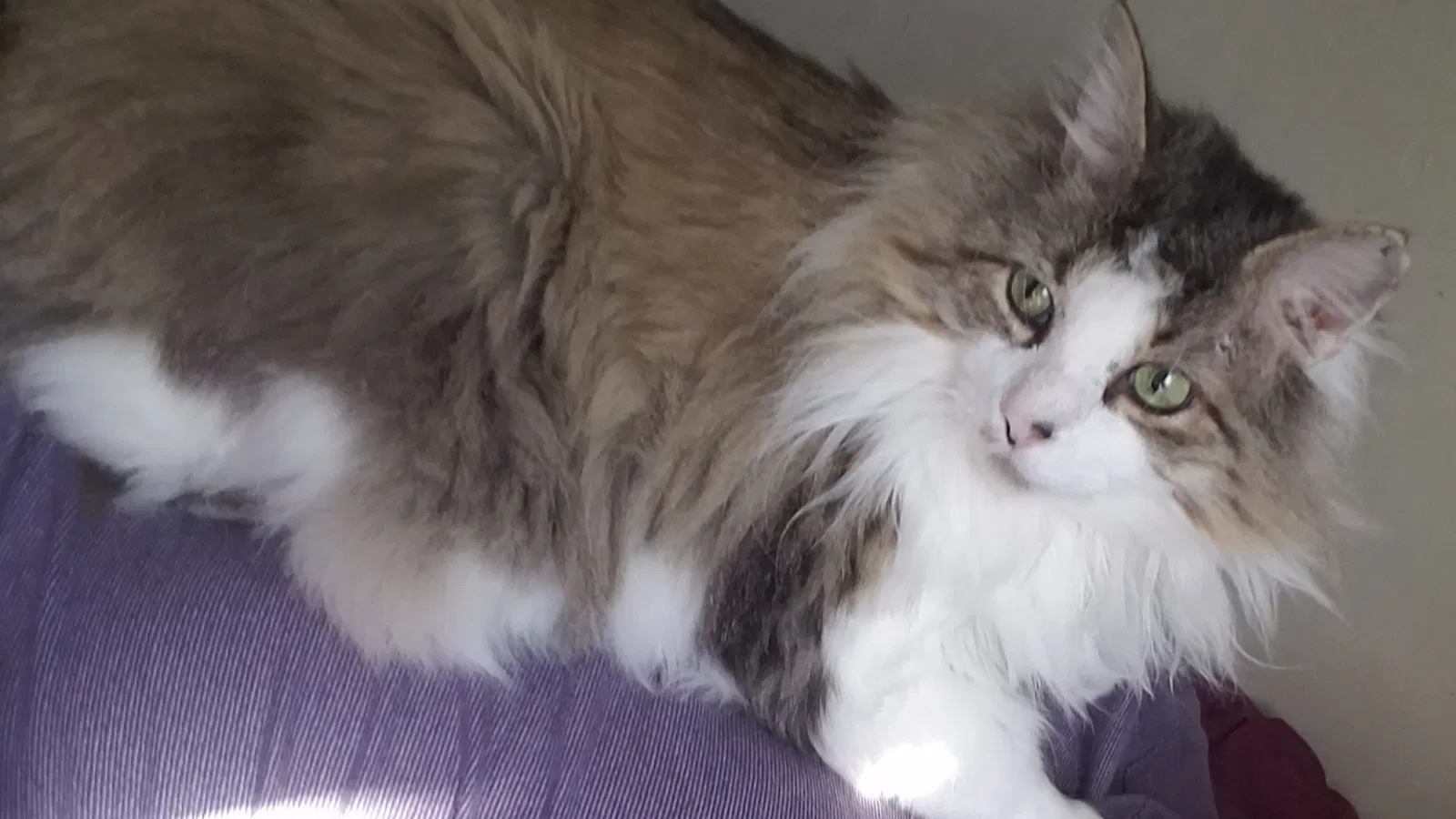 Lost cat in Scottsdale, AZ, 85257