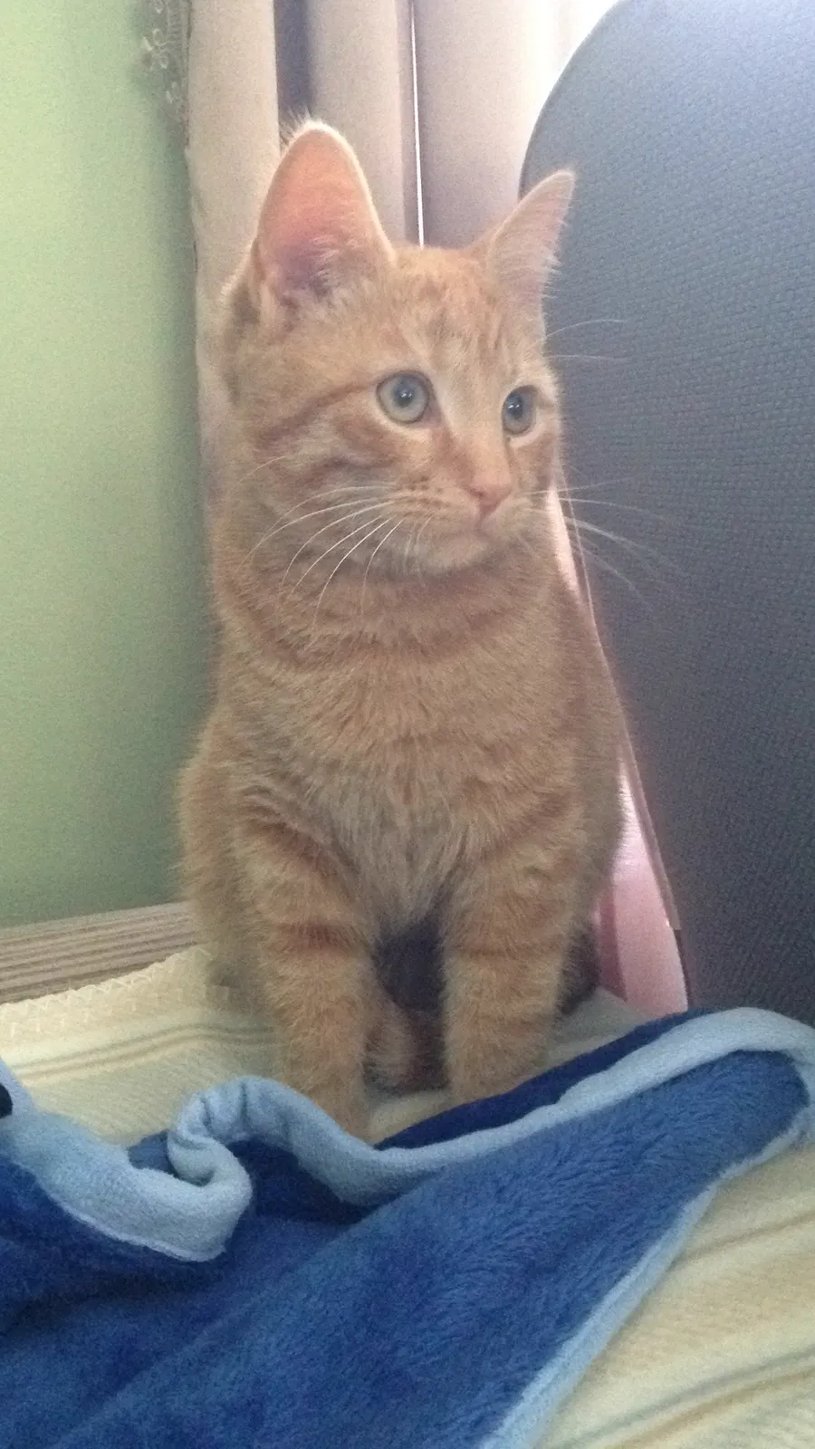 Lost cat in Cleveland, OH, 44134