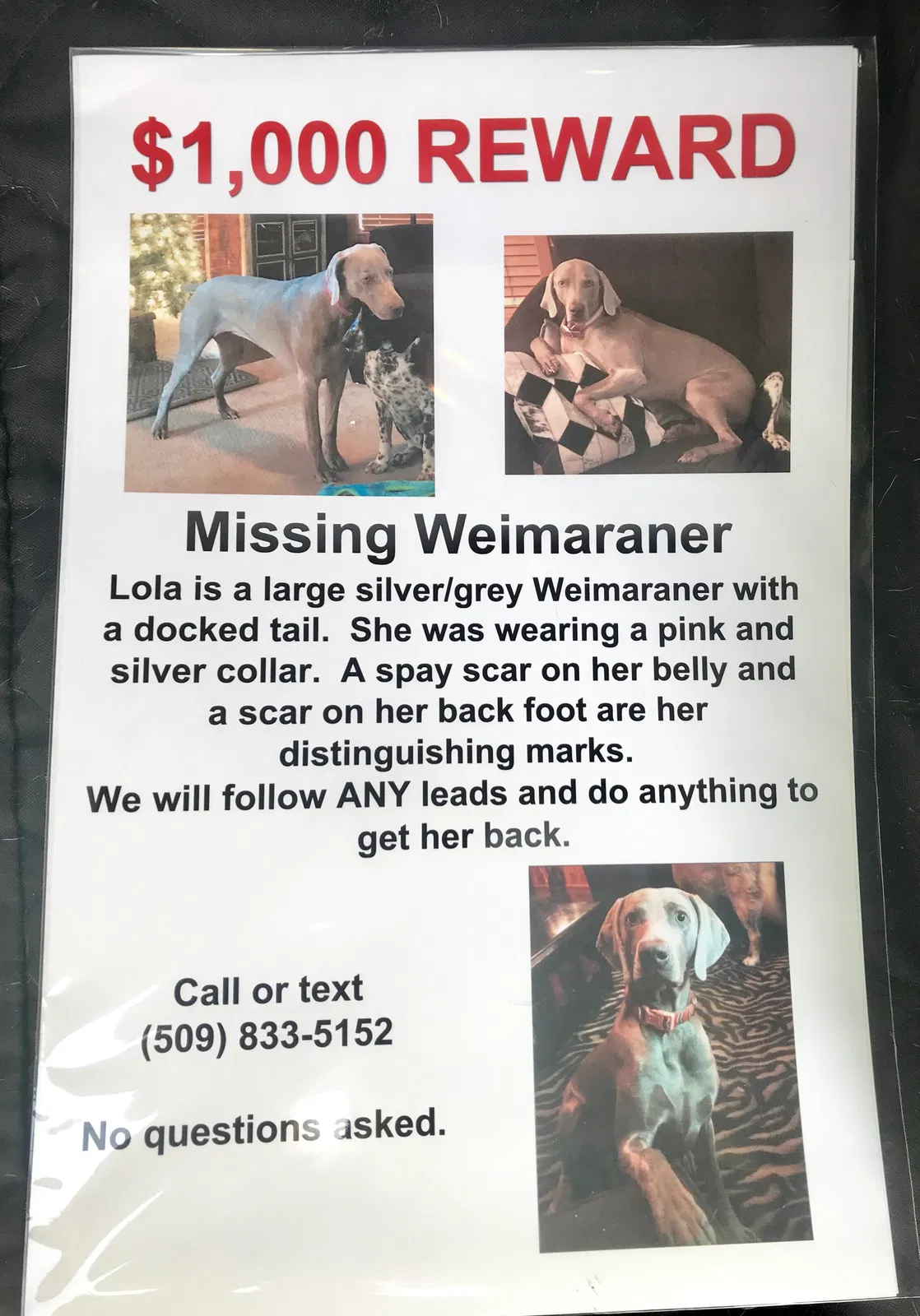 Lost dog in Yakima, WA, 98903