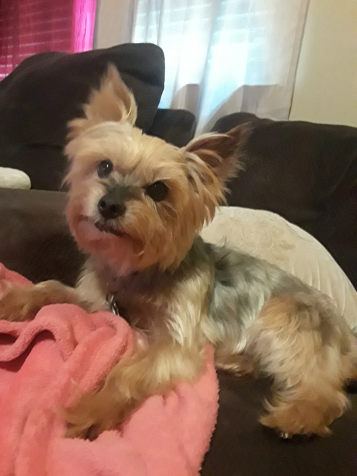 Lost dog in Collinsville, OK, 74021