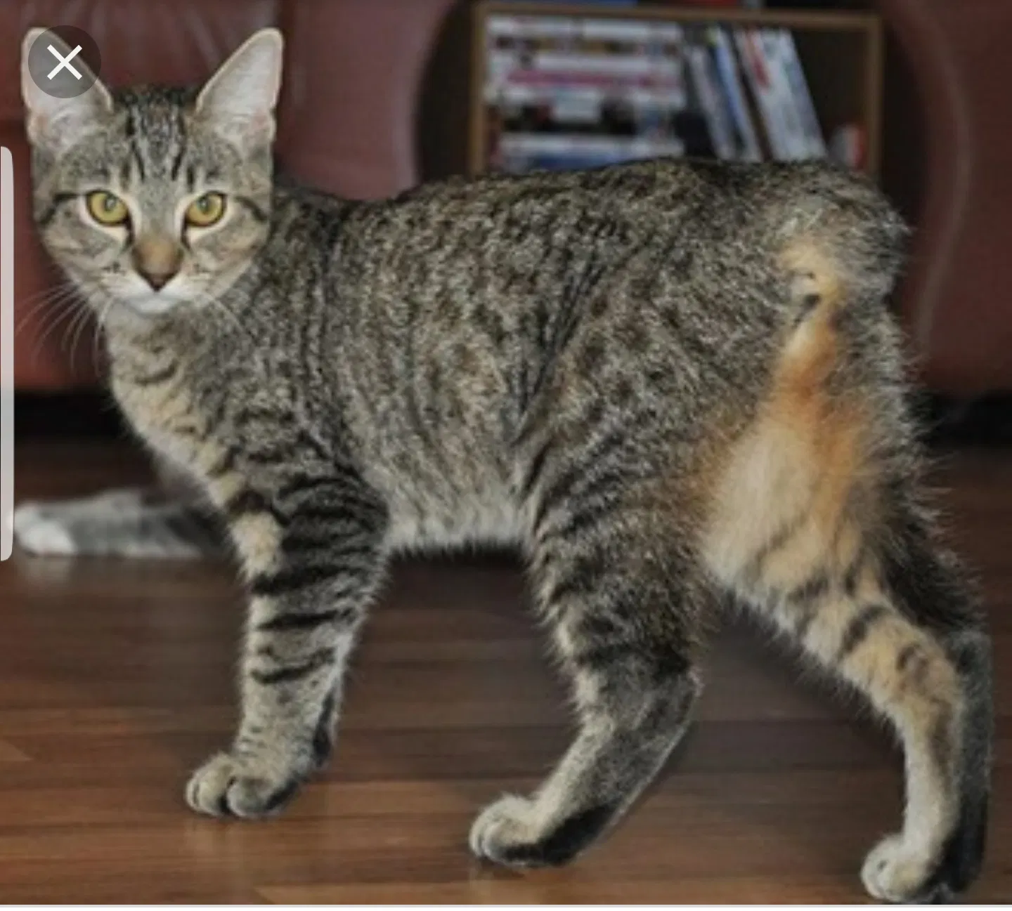 Lost cat in Sacramento, CA, 95834
