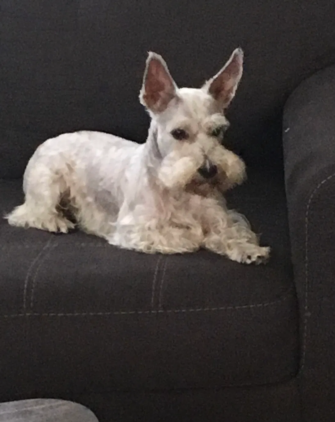 Lost dog in San Antonio, TX, 78233