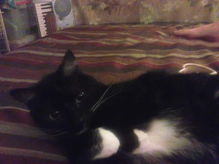 Lost cat in Tucson, AZ, 85711