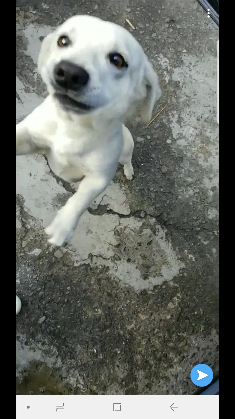 Lost dog in Santa Ana, CA, 92707