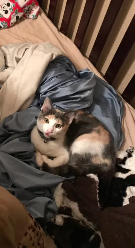 Lost cat in Hollister, CA, 95023
