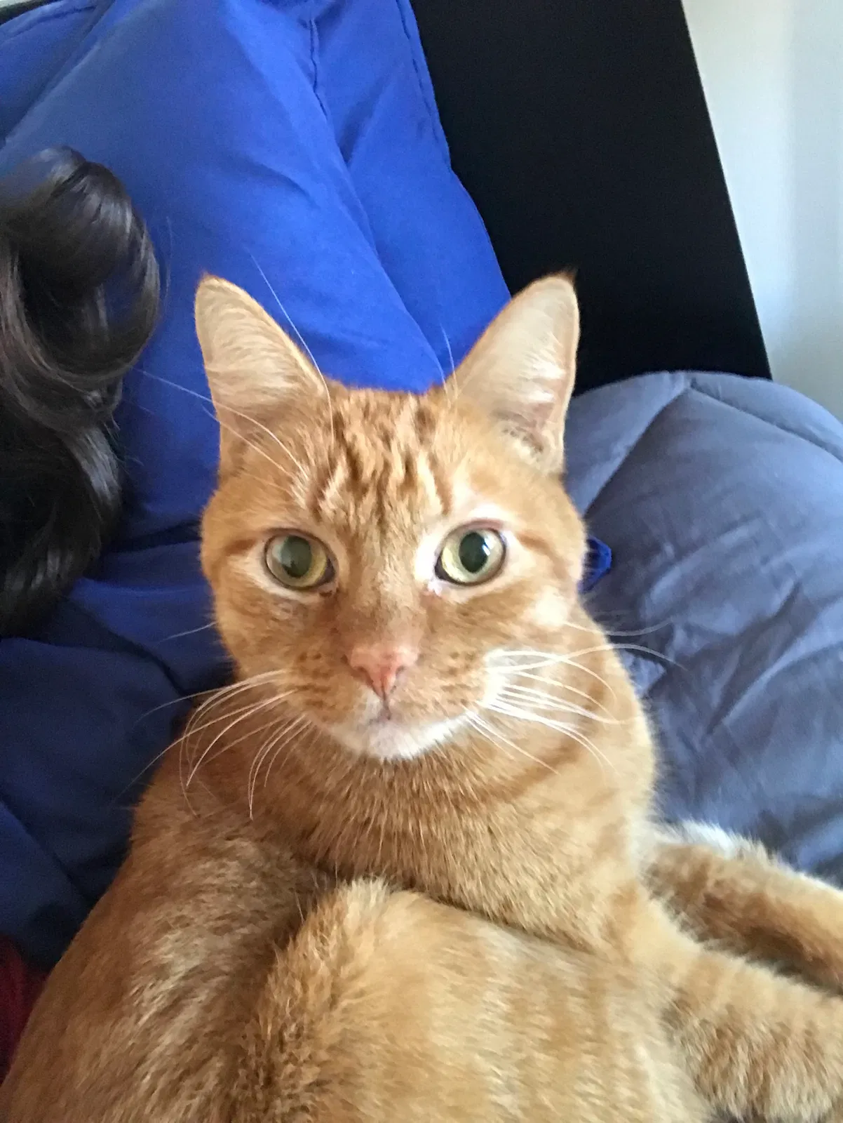 Found cat in Brooklyn, NY, 11249