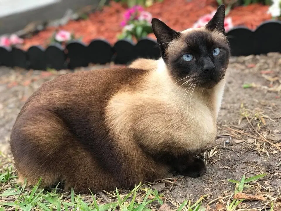 Lost cat in Channelview, TX, 77530
