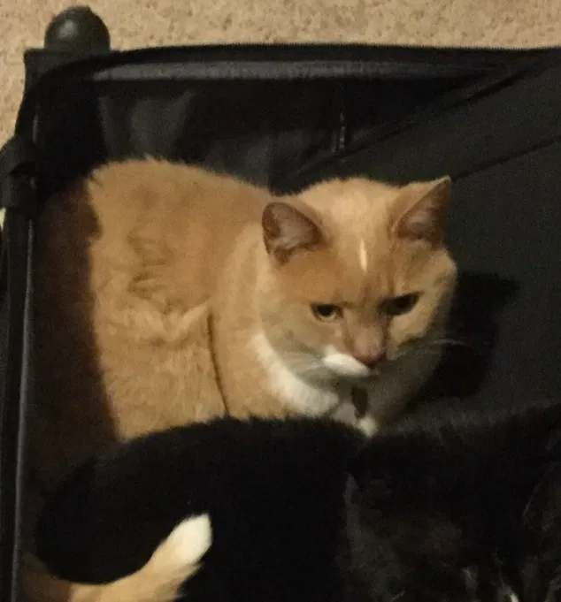 Lost cat in Katy, TX, 77450