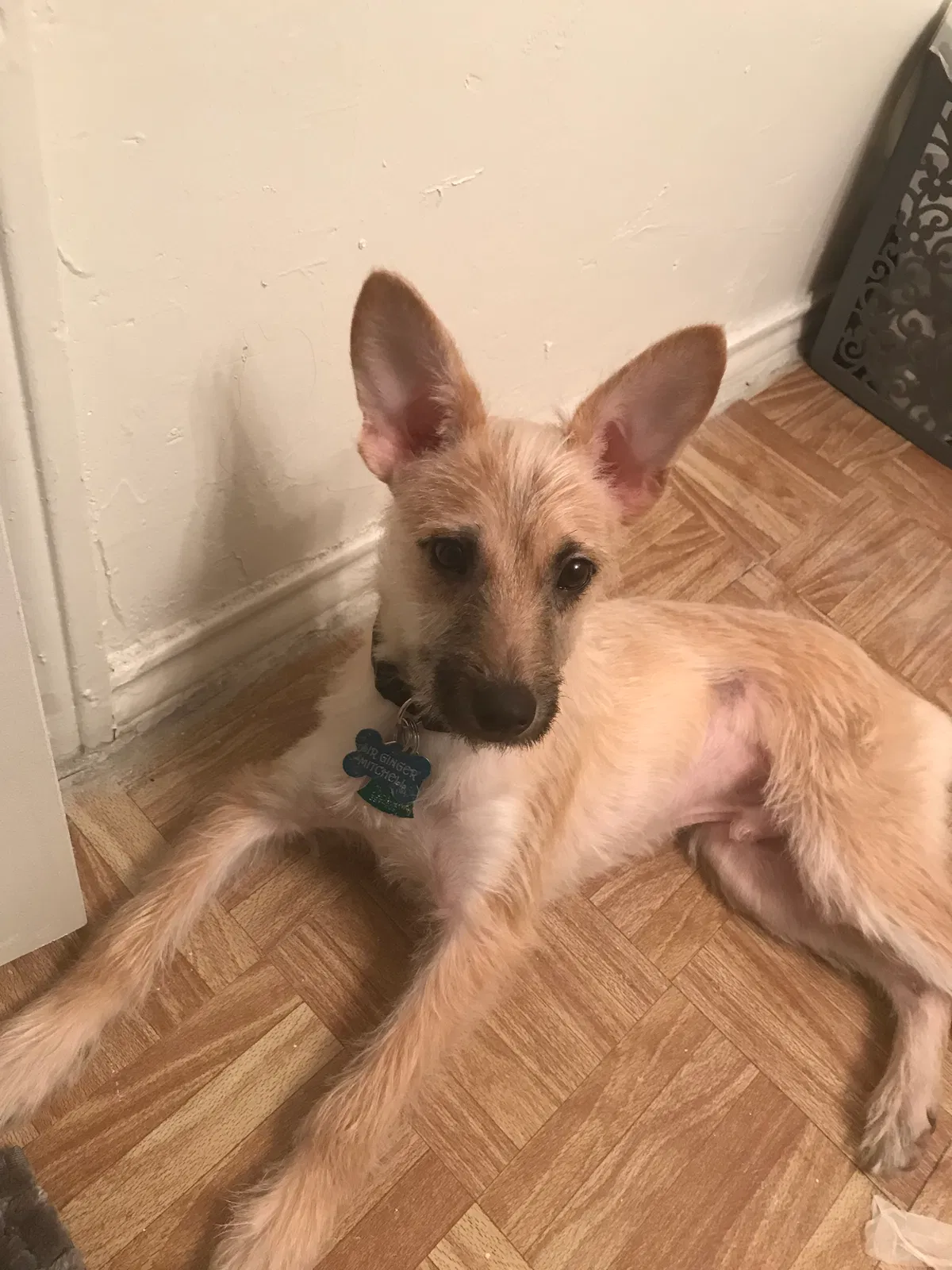 Lost dog in Dallas, TX, 75231