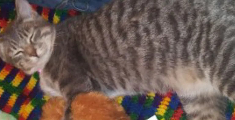 Lost cat in Denver, CO, 80235