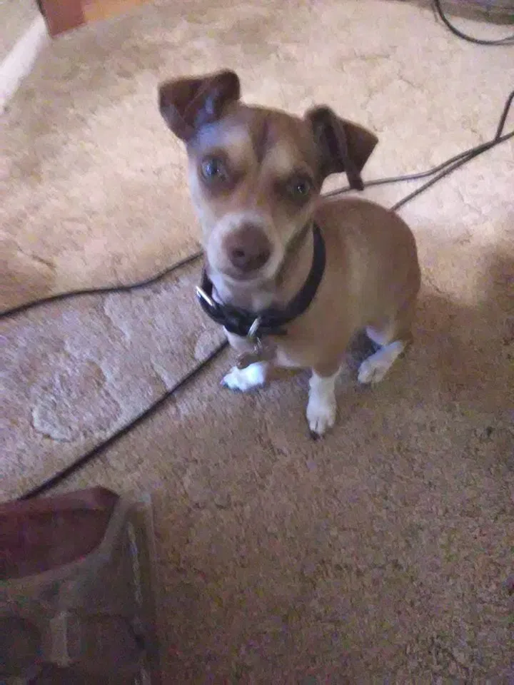 Lost dog in La Mesa, CA, 91941