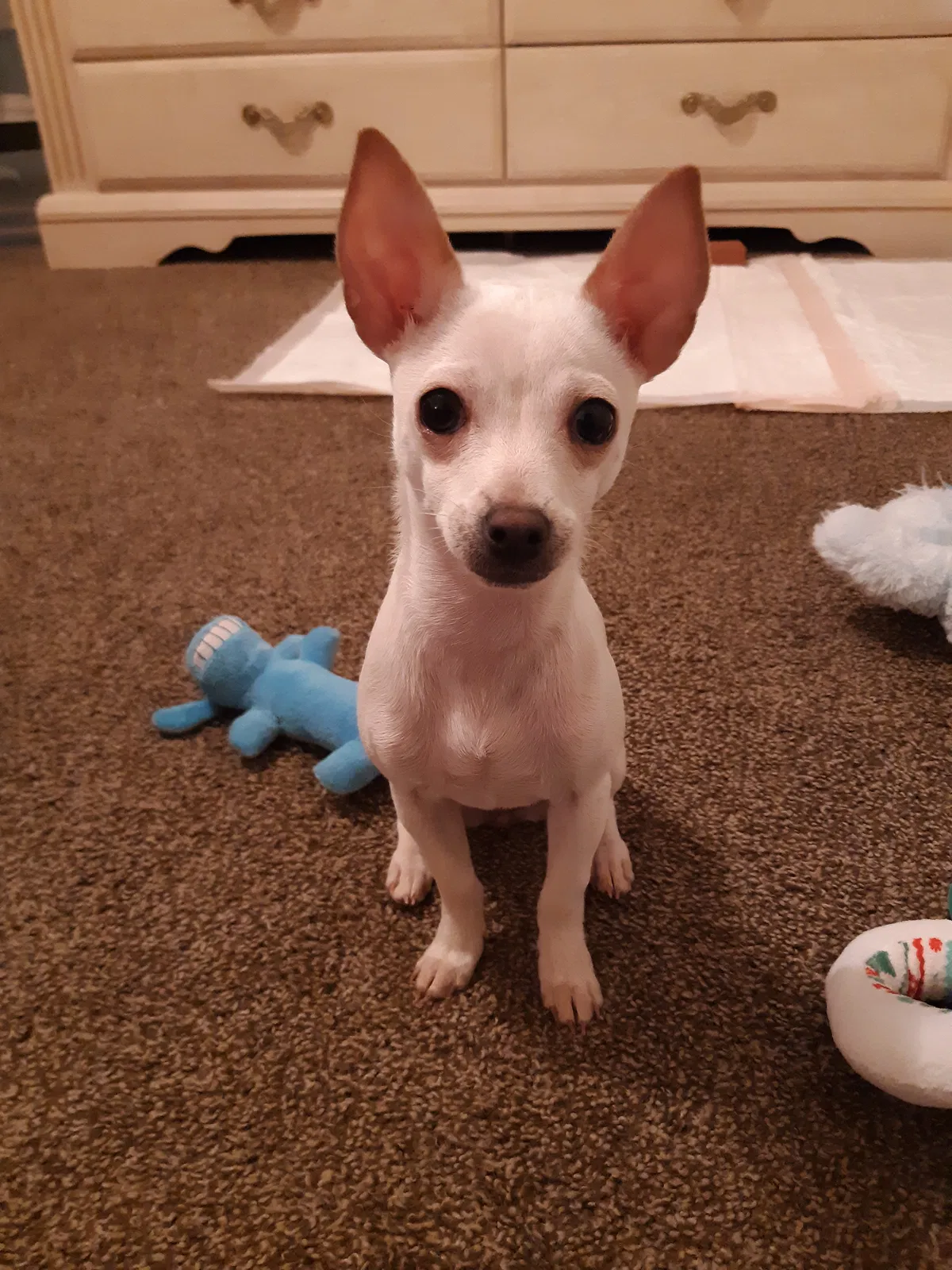 Lost dog in Lebec, CA, 93243