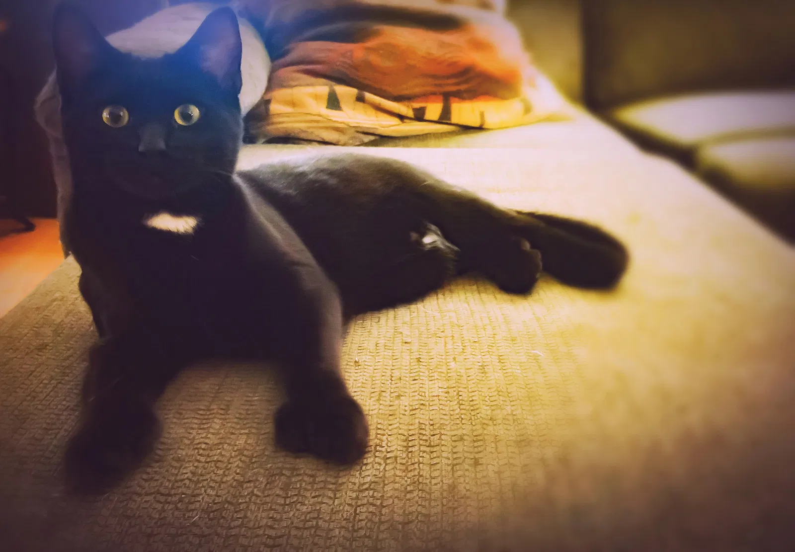 Lost cat in Meridian, ID, 83642