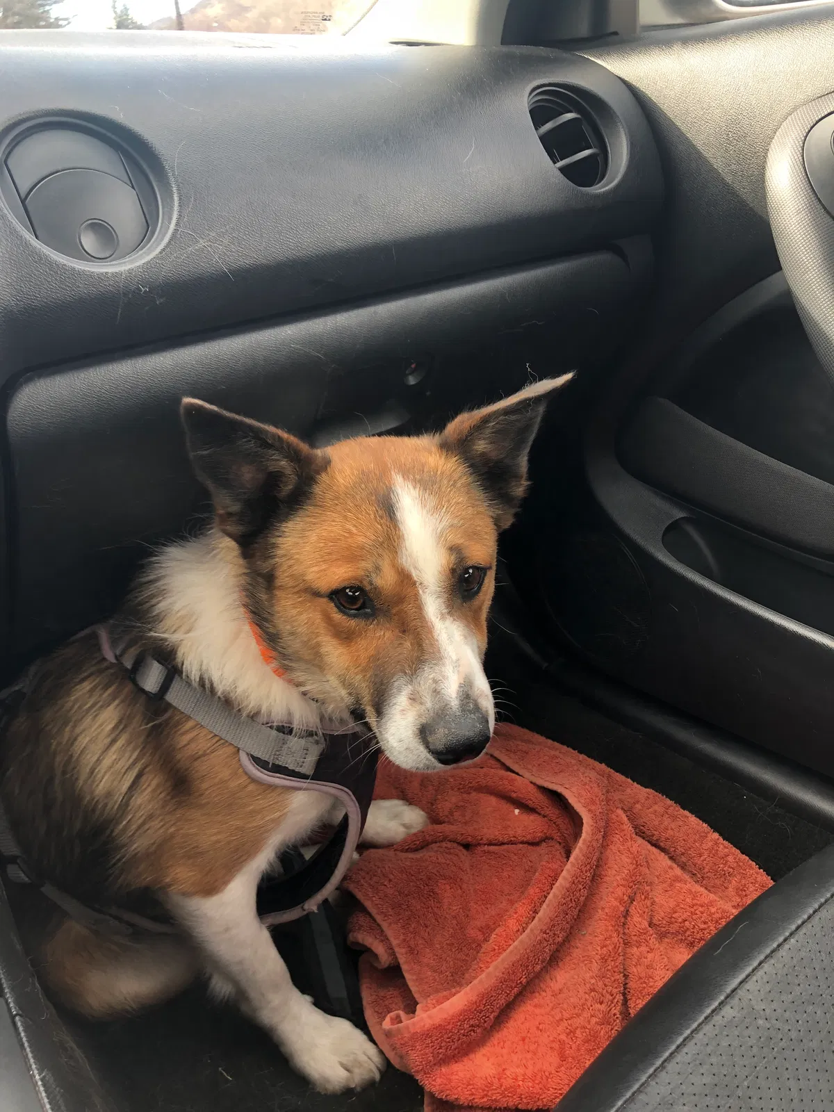 Lost dog in Avon, CO, 81620