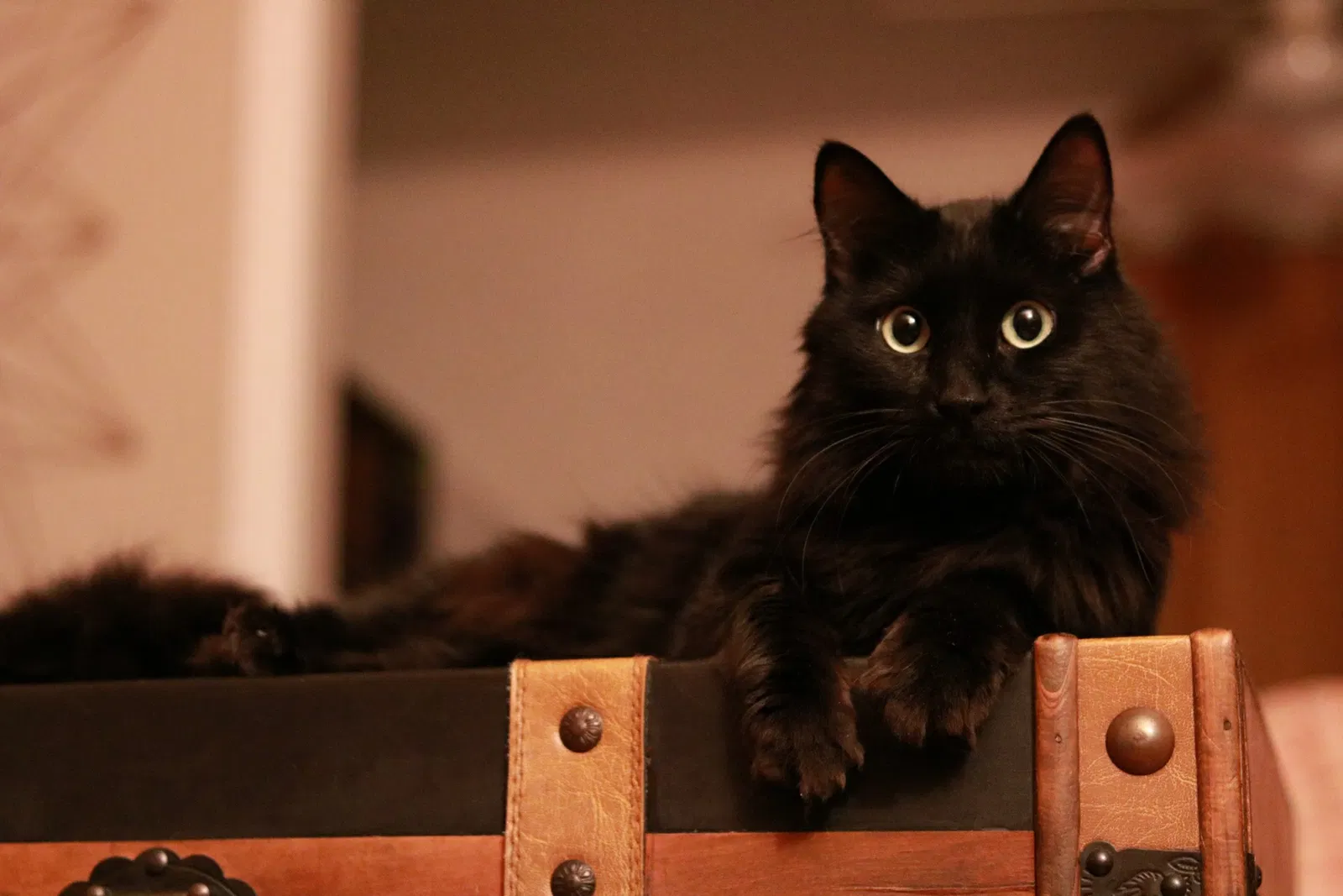Lost cat in Tulsa, OK, 74104