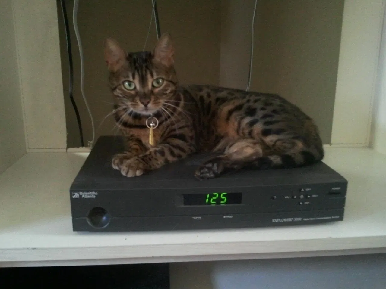 Lost cat in Palatka, FL, 32177