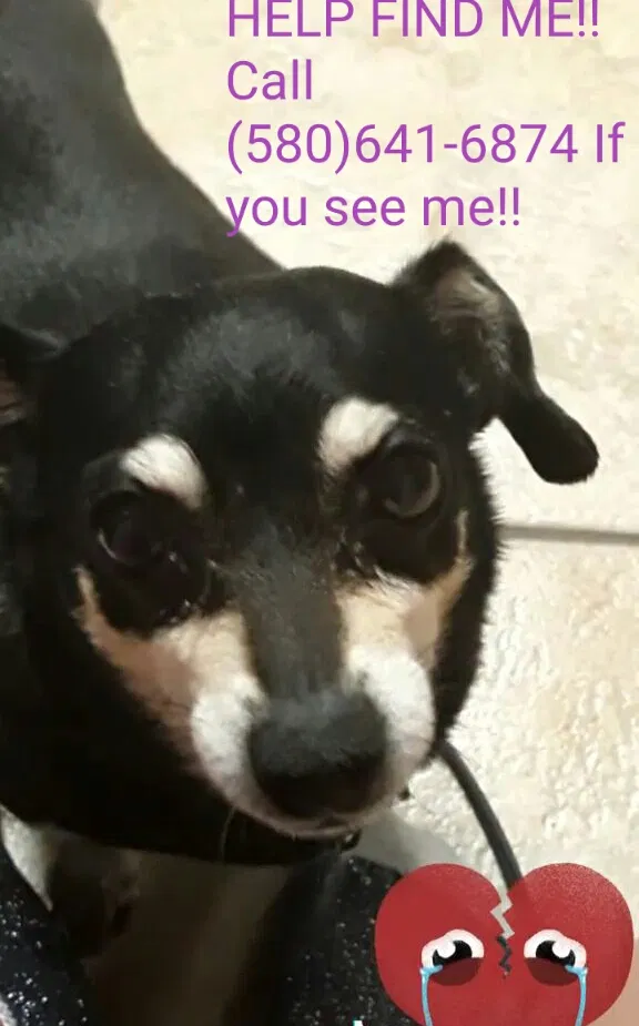 Lost dog in Lafayette, LA, 70503