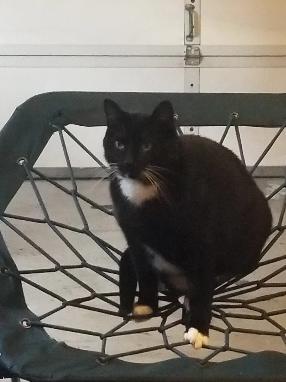 Lost cat in Rochester, MN, 55901
