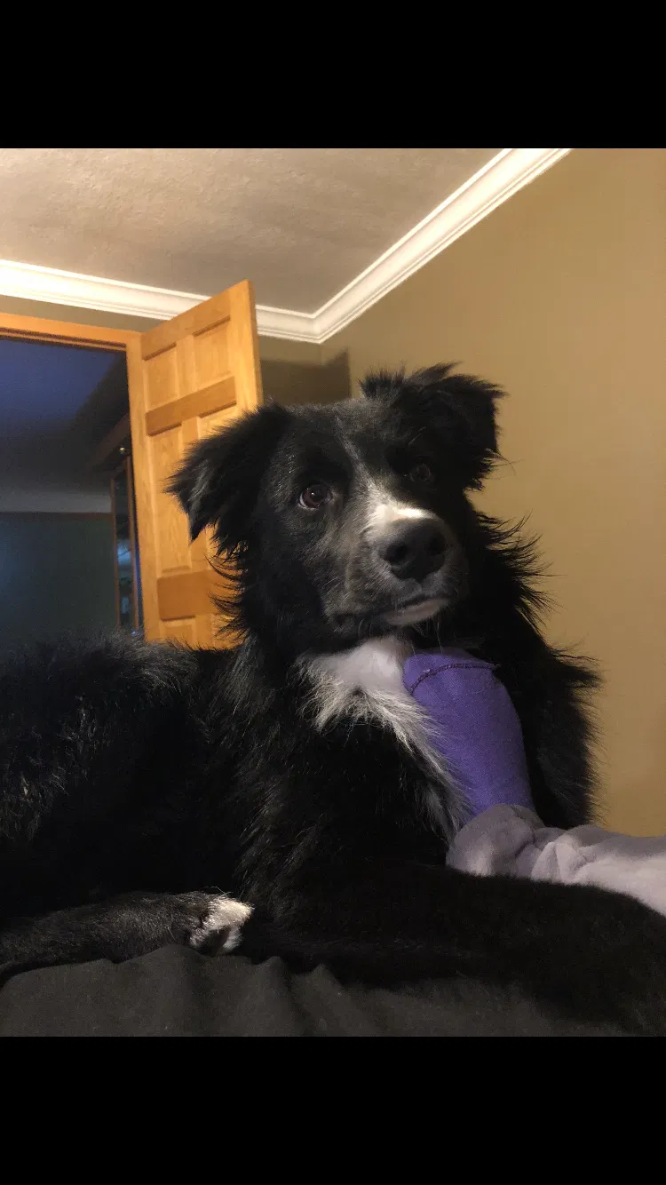 Lost dog in Delaware, OH, 43015