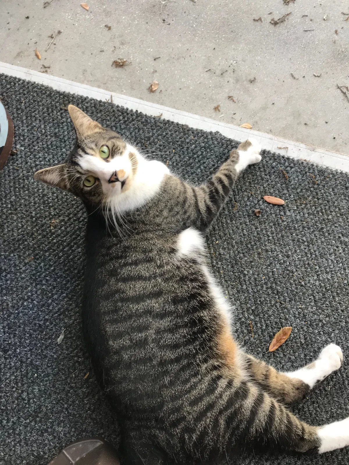 Lost cat in Plant City, FL, 33566